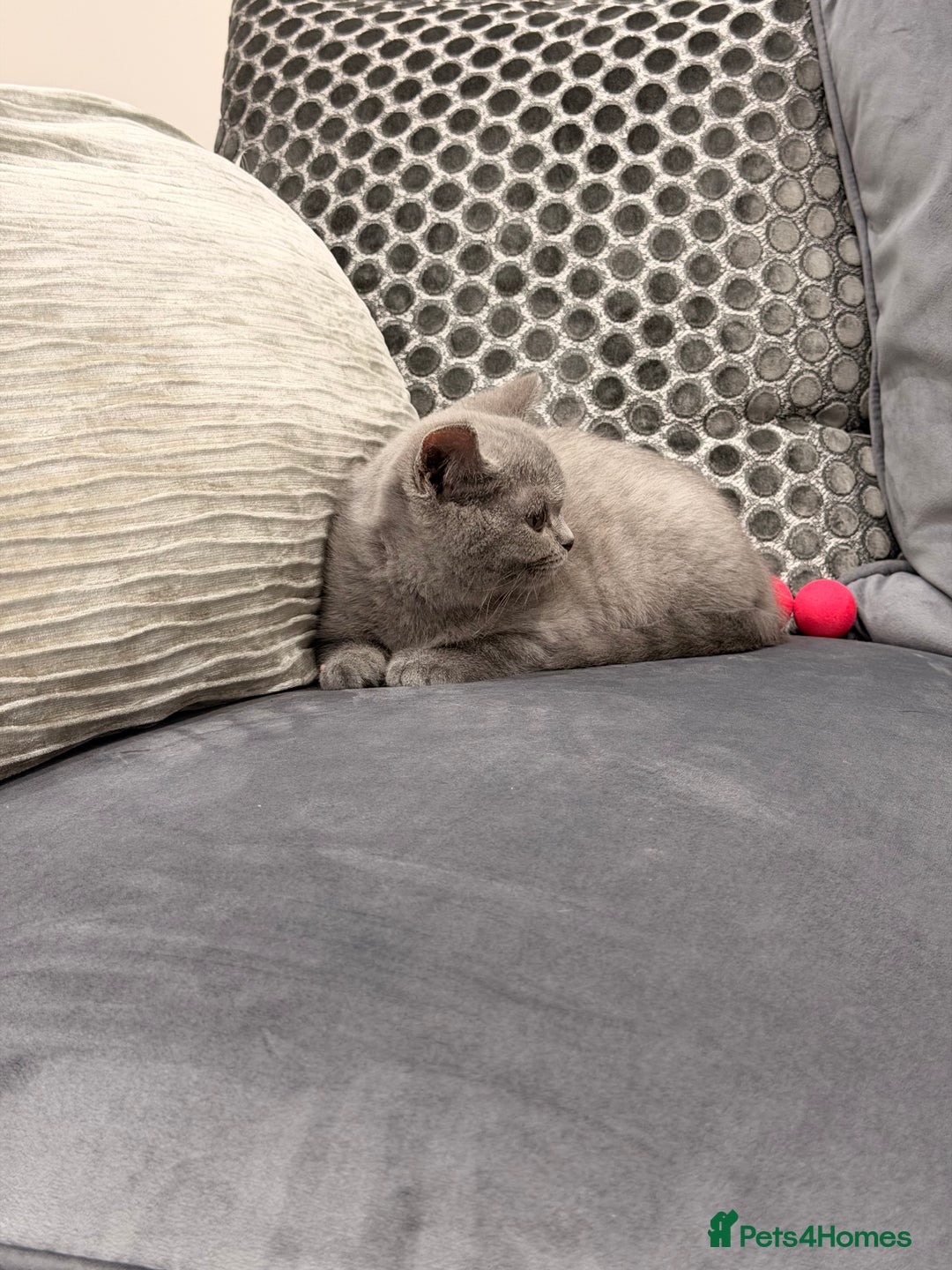 British Shorthair cats for sale: British Shorthair kittens and Mum for sale - Image 18