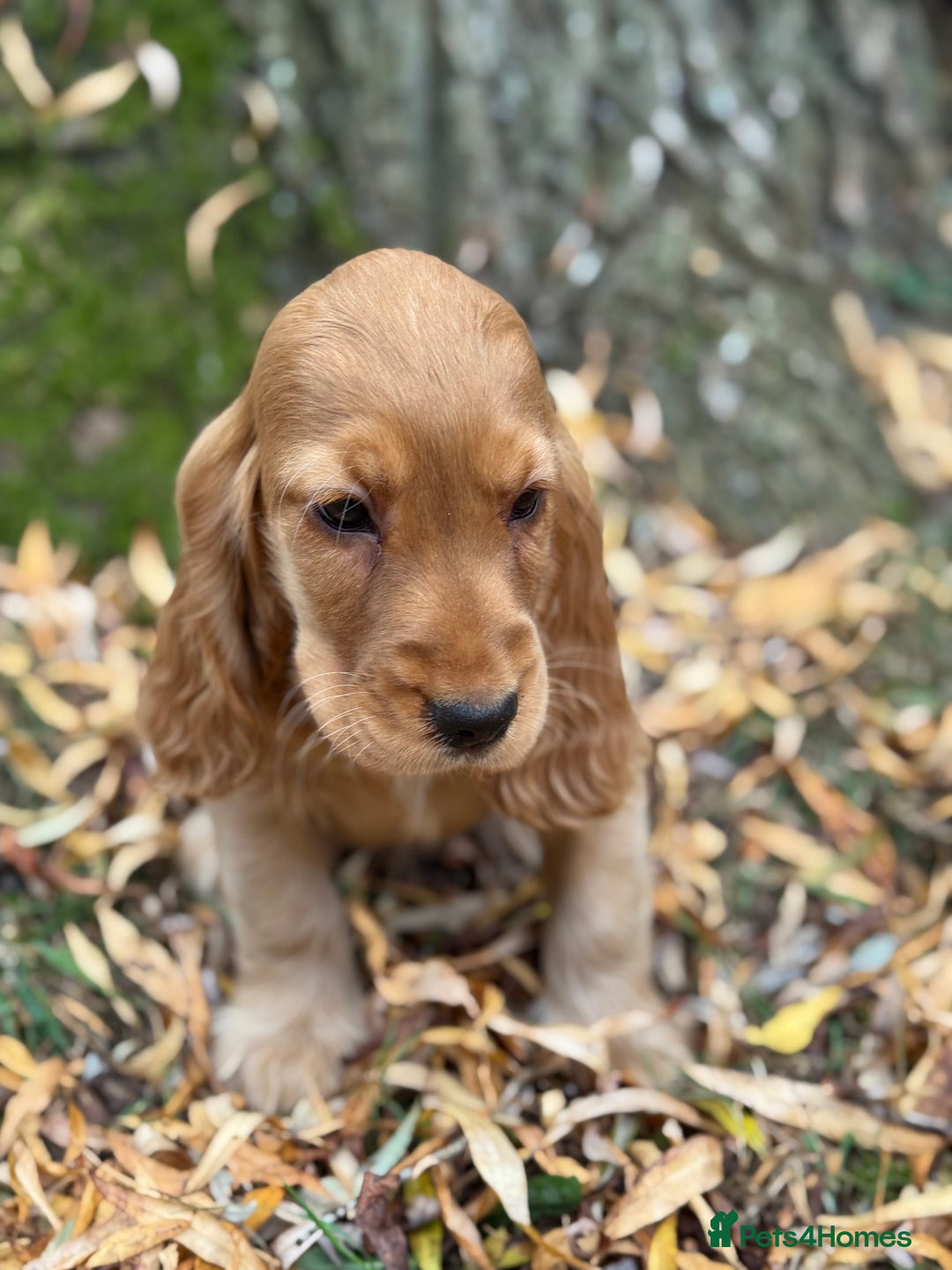 Cocker Spaniel dogs for sale: TRUE SHOW TYPE HEALTH TESTED SHOW TYPE  - Image 7