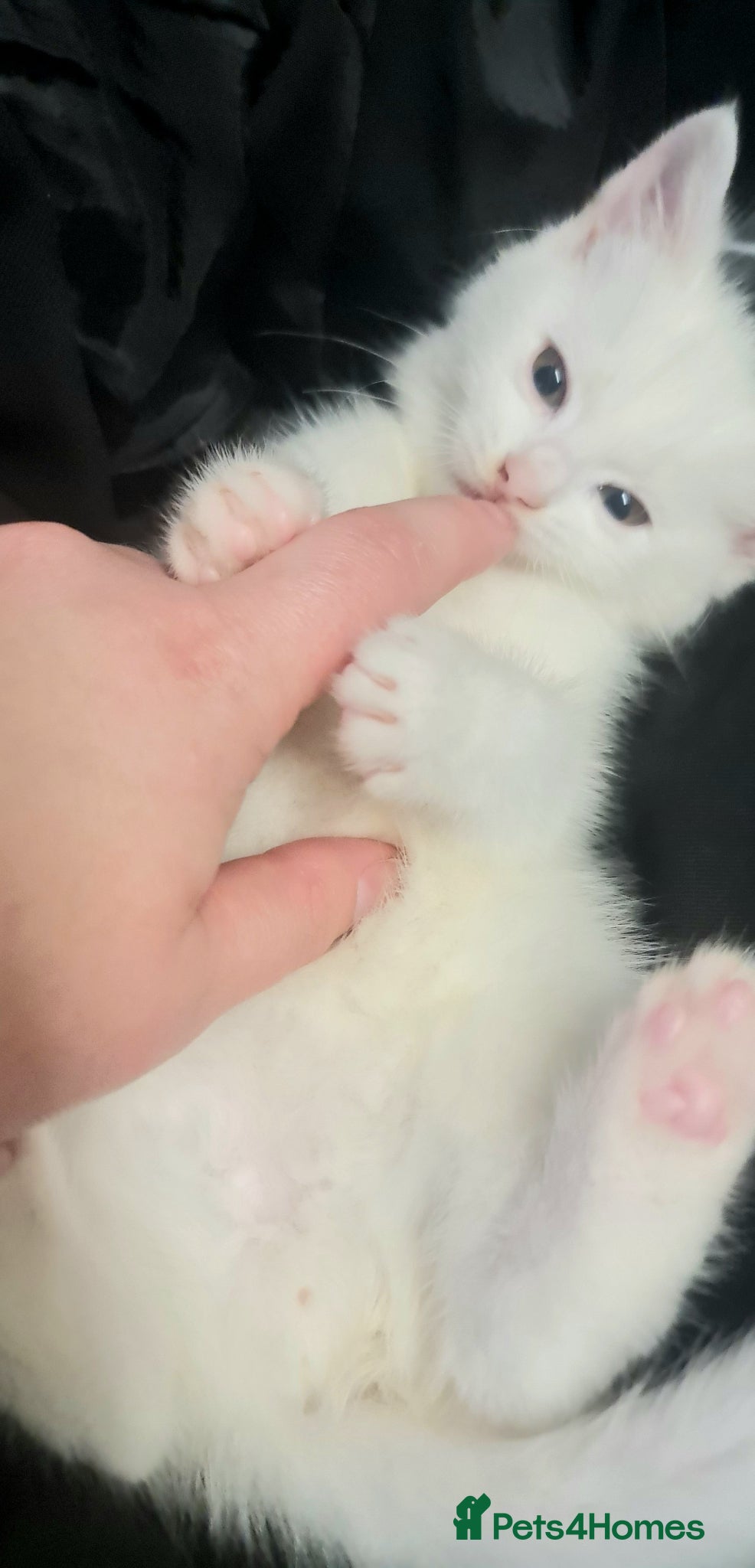 Turkish Angora cats 2 pyre white kittens - Advert 1