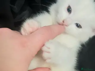 Turkish Angora cats 2 pyre white kittens - Advert 1