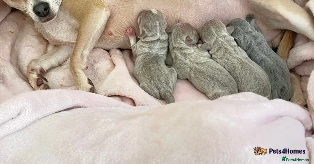 Chihuahua dogs for stud: **Well Proven Stud**- Stunning Lilac Smooth Coat  in Morecambe - Advert 8