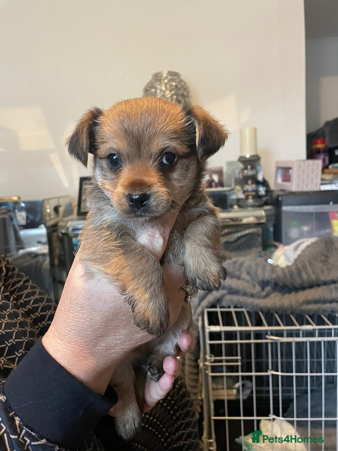 Yorkshire Terrier dogs for stud: Yorkshire terrier for stud - Advert 7