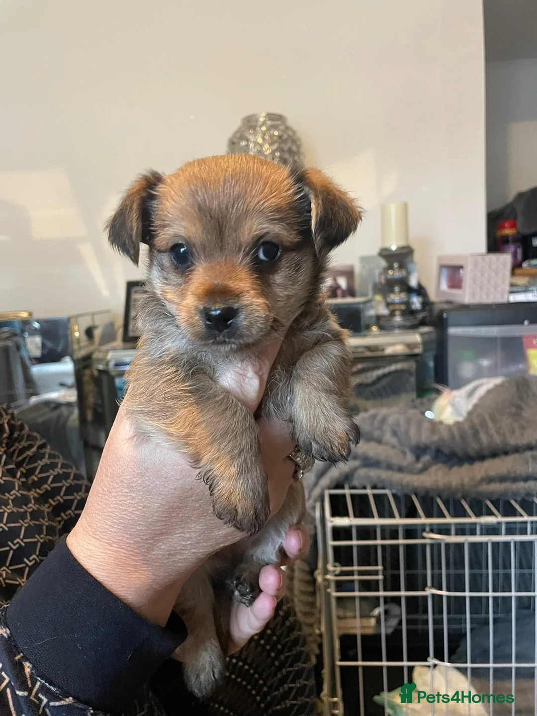 Yorkshire Terrier dogs for stud: Yorkshire terrier for stud - Advert 7