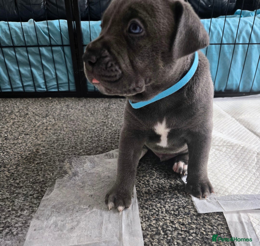 Mixed Breed dogs for sale: Staffy cross pups for sale  - Image 16