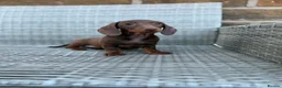 Miniature Dachshund dogs for sale: Last Females Miniature dachsunds - Advert 7