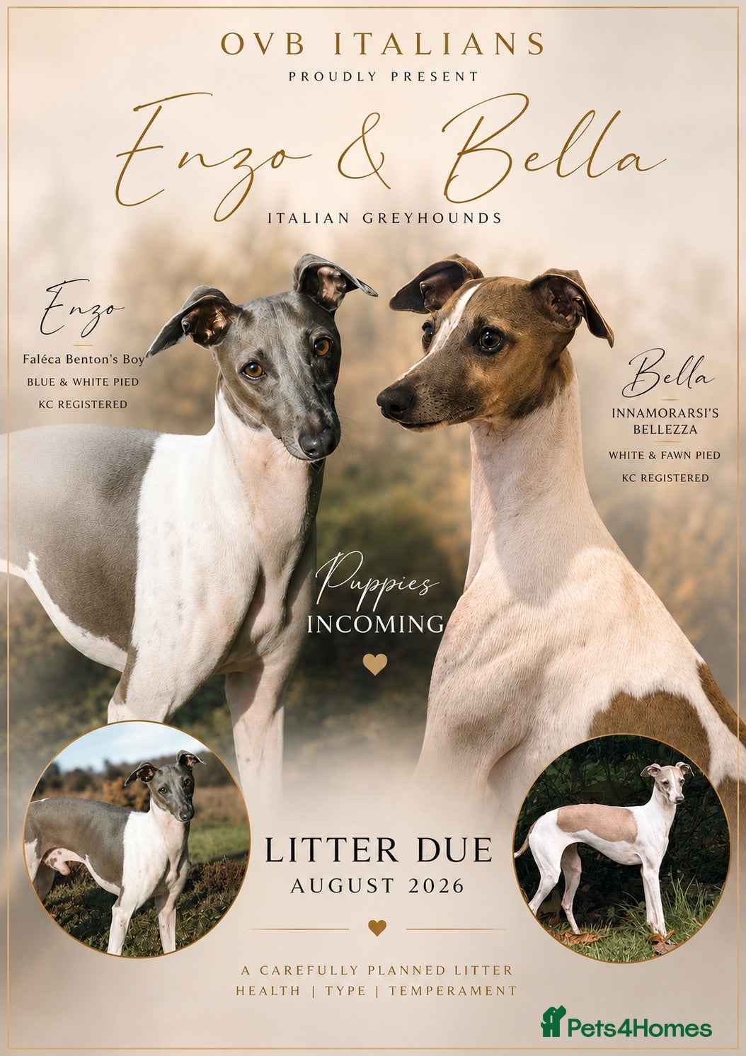 Italian Greyhound dogs 🤍Outstanding Italian Greyhound litter🤍 - Advert 1