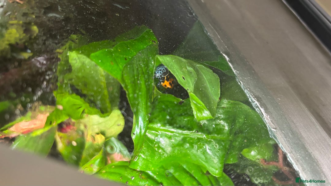 Mixed Breed invertebrates for sale: Ranitomeya Varadero Imitator - Advert 4