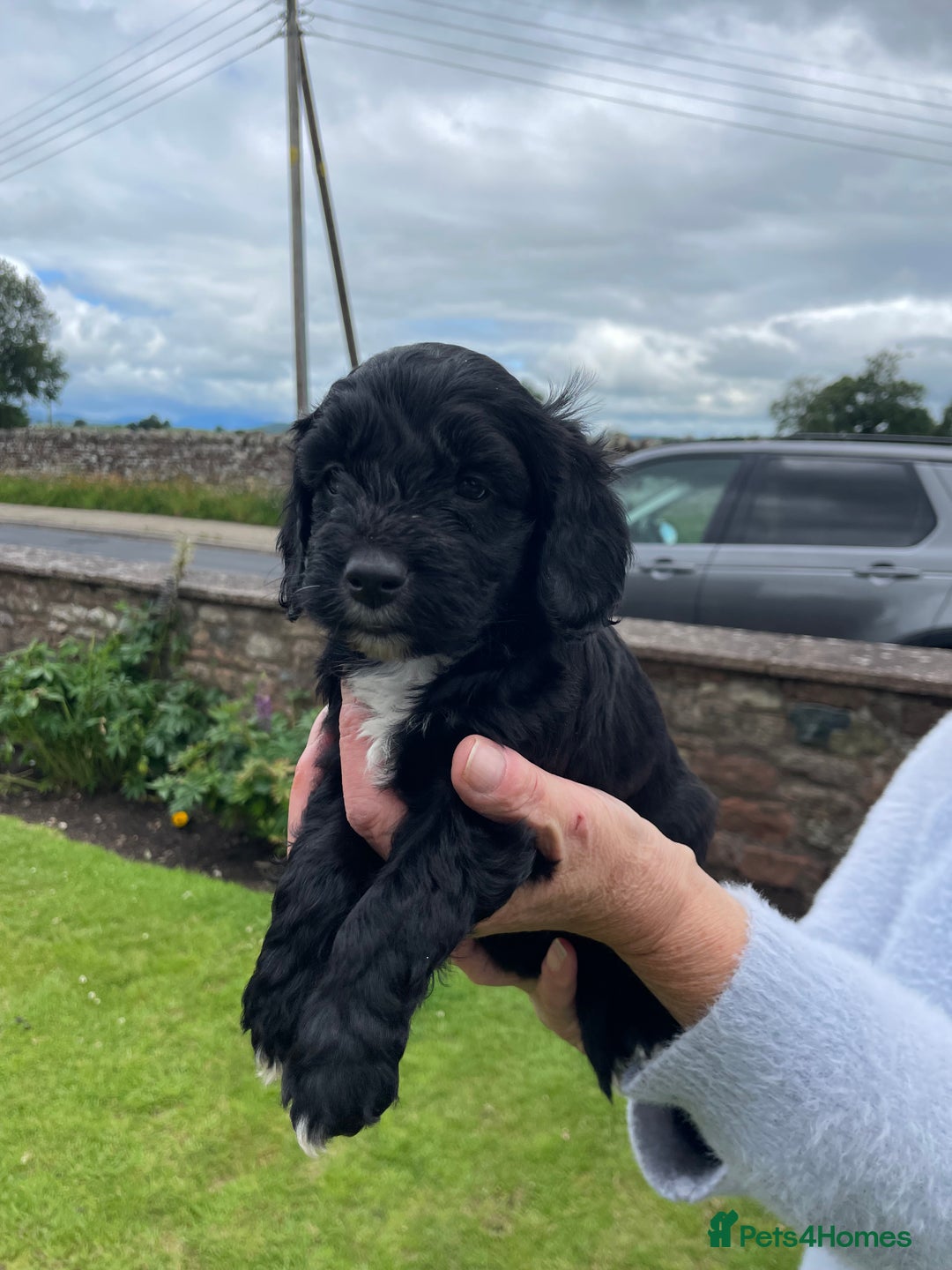 Cockapoo dogs for sale: Miniature Cockapoos  - Image 25