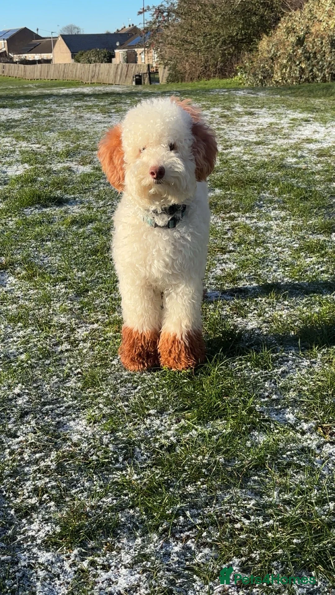 Miniature Poodle dogs for stud: Codi  - Advert 4