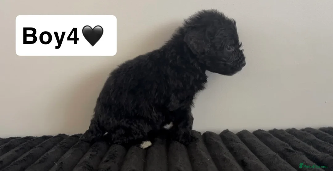 Cockapoo dogs for sale: Cockapoo puppies  - Advert 23