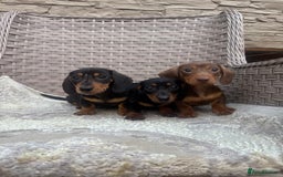 Miniature Dachshund dogs for sale: Miniature dachshunds (council licensed breeder) - Image 10
