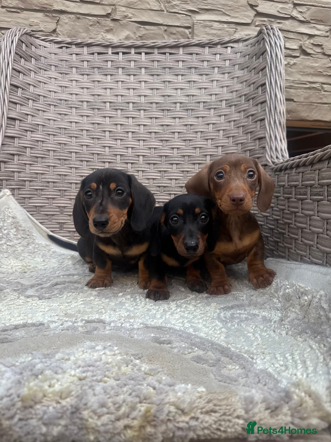 Miniature Dachshund dogs for sale: Miniature dachshunds (council licensed breeder) - Image 10