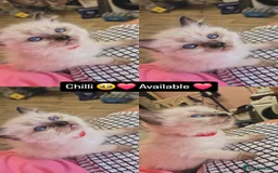 Ragdoll cats for sale: Beautiful Ragdolls Parents health tested 💖 - Image 2