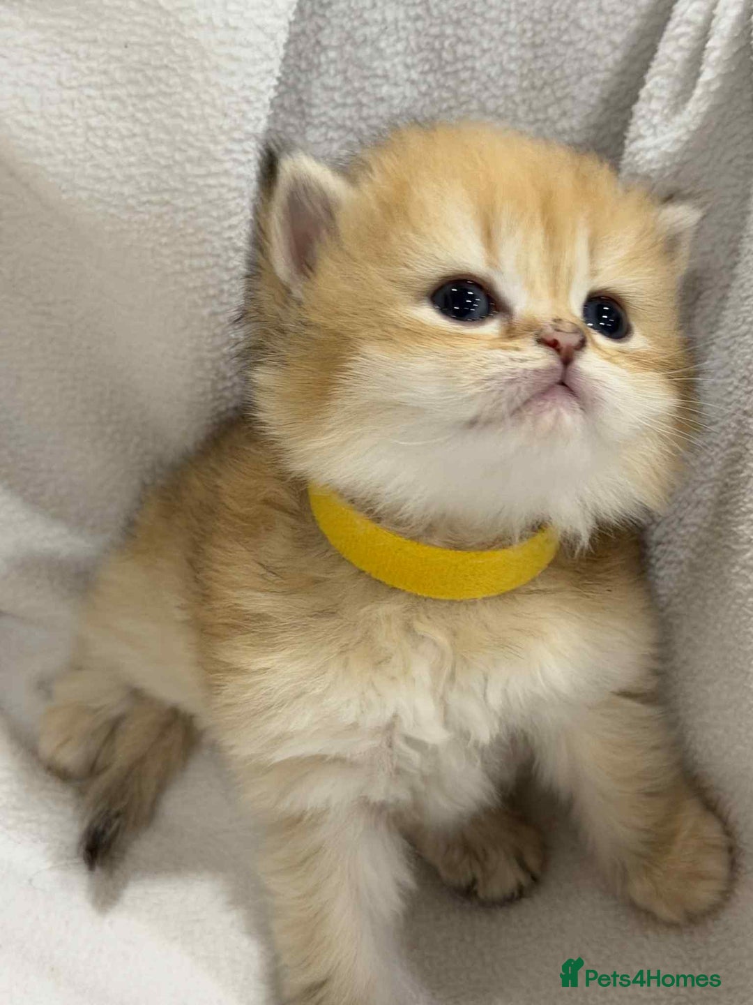 British Longhair cats for sale: ⭐️STUNNING GOLDEN BRITISH LONGHAIR TICA KITTENS⭐️ - Advert 11