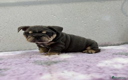 English Bulldog dogs for sale: English bulldog puppies  - Image 1