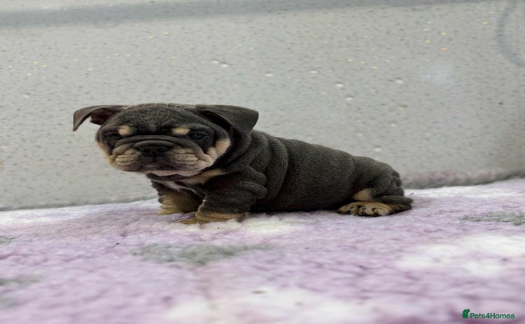English Bulldog dogs - Advert 13
