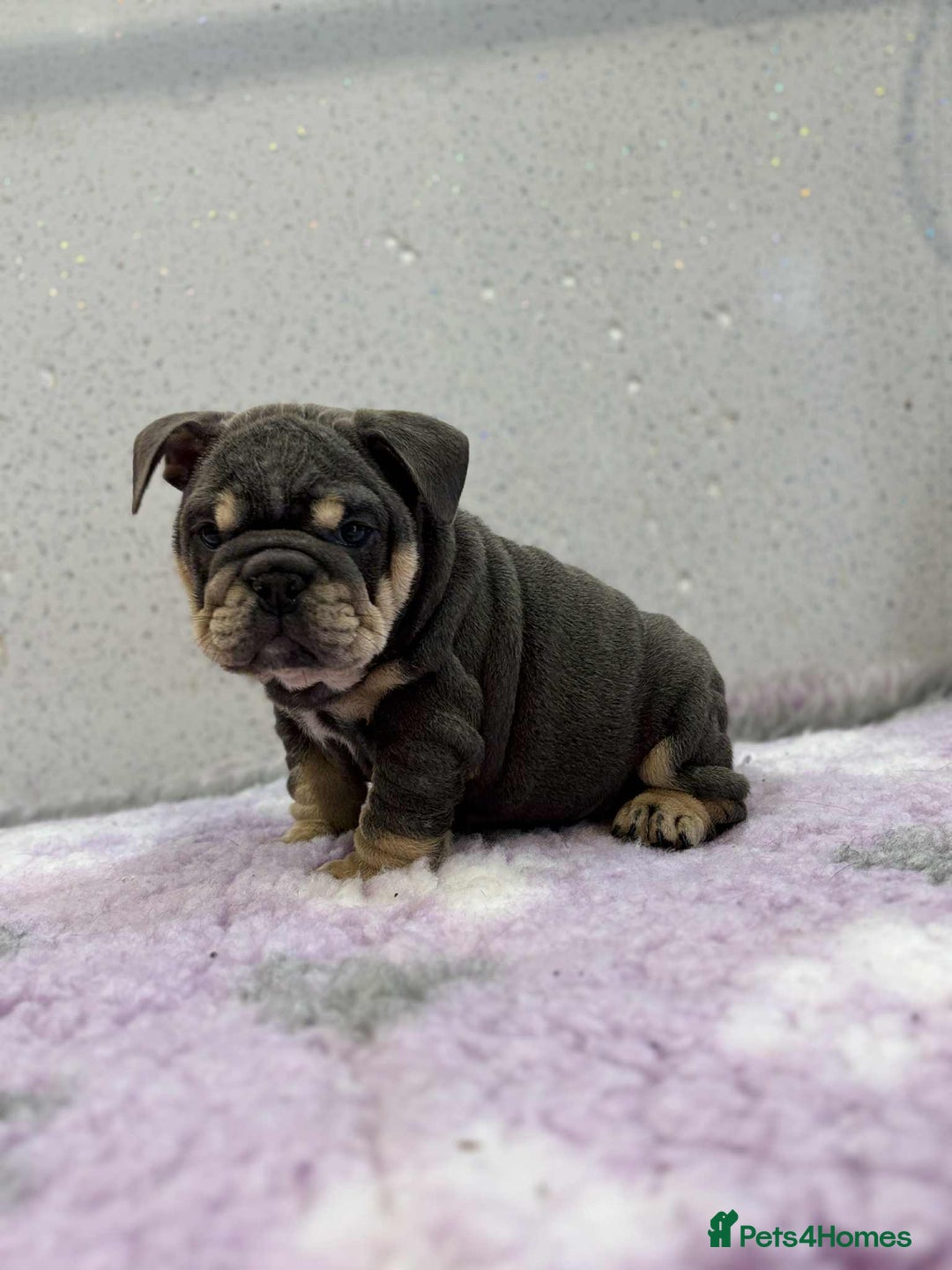 English Bulldog dogs for sale: English bulldog puppies  - Image 1