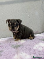 English Bulldog dogs - Advert 13