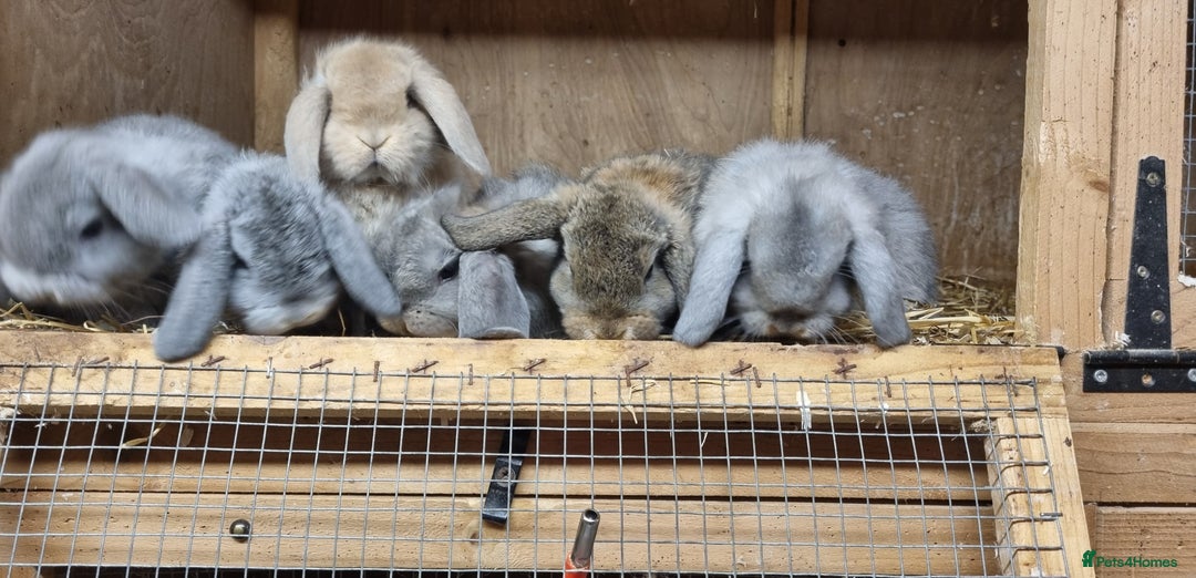 Mini Lop rabbits for sale: *Gorgeous baby mini lops, boys and girls* - Advert 3