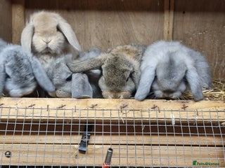 Mini Lop rabbits *Gorgeous baby mini lops, boys and girls* - Advert 16