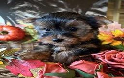 Yorkshire Terrier dogs for sale: Beautiful Pedigree Yorkshire Terrier puppies. - Advert 25
