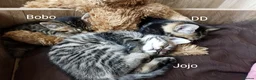 Bengal cats for sale: Beautiful kitten ready for new home 🐾🐈 - Advert 24