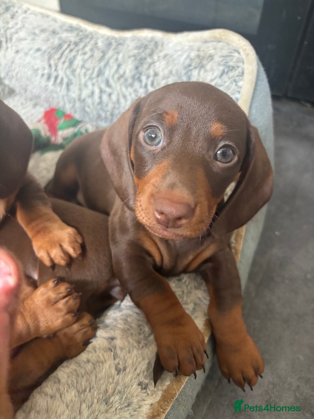 Dachshund dogs for sale: 4 lovely Girl dachshunds Ready to leave! - Image 4