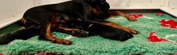 Dobermann dogs for sale: Doberman puppies  - Advert 11