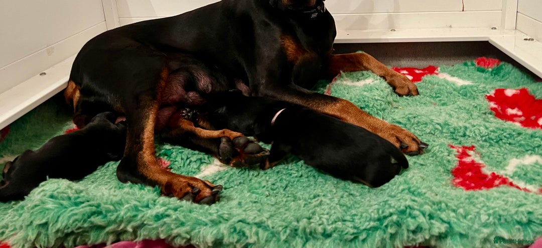 Dobermann dogs for sale: Doberman puppies  - Advert 11