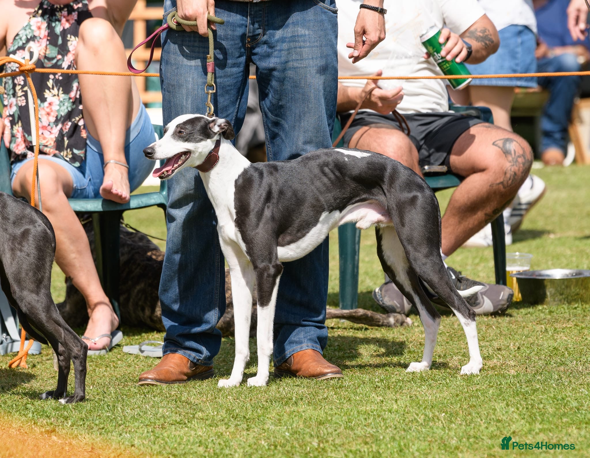 Whippet dogs Non kc whippet  - Advert 5