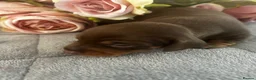 Miniature Dachshund dogs for sale: Beautiful well socialised Miniature Dachshunds in Tamworth - Advert 18