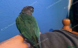Conures birds for sale: Green cheek conure - Advert 4