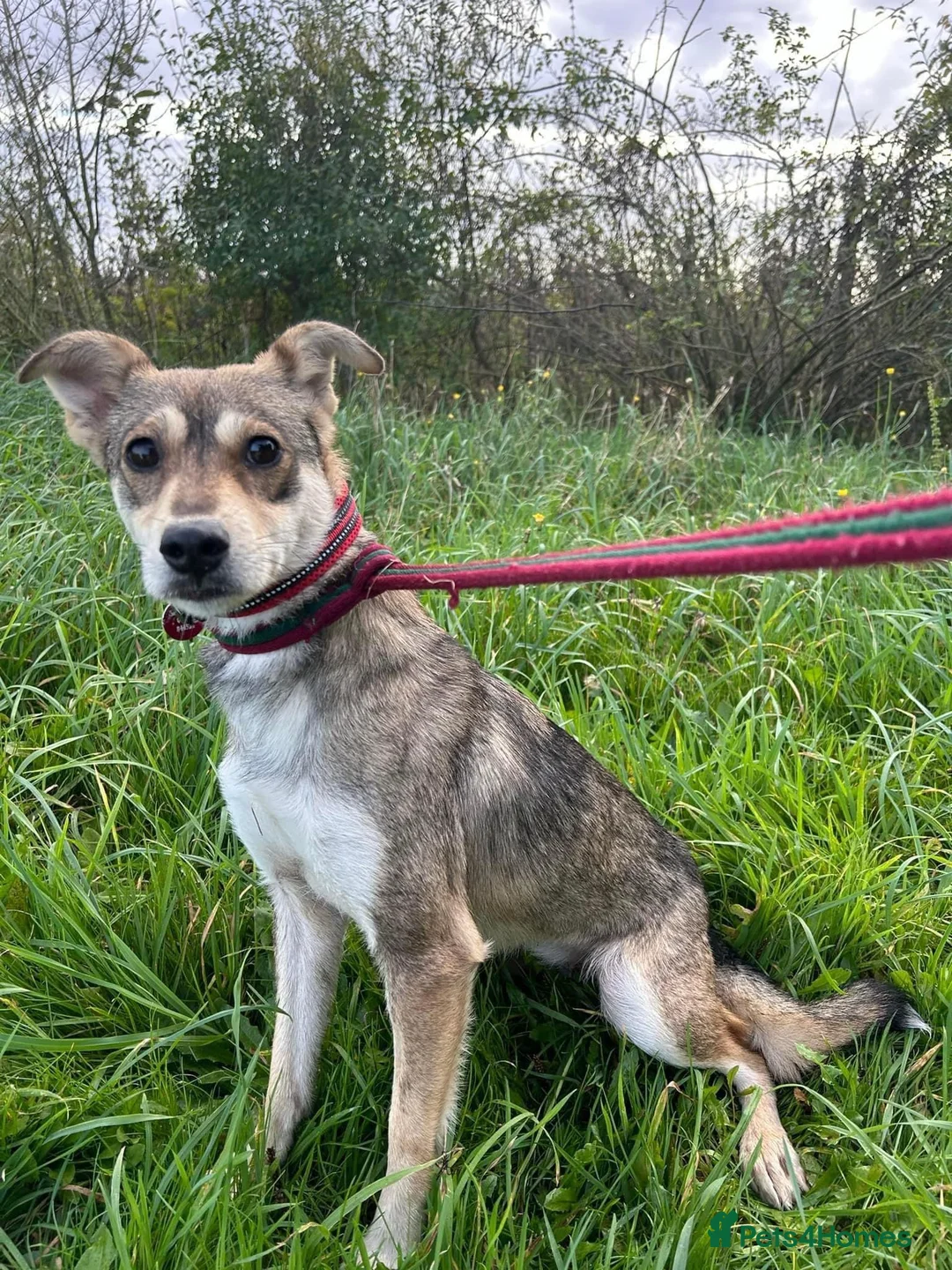 Mixed Breed dogs for adoption: Fizz - Norwich Norfolk  in Norwich - Advert 8
