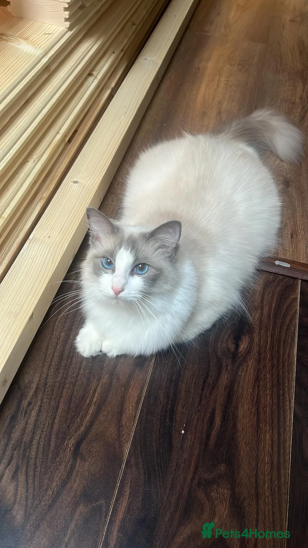Ragdoll cats for sale: 5 Adorable male Ragdoll kittens for sale - Advert 17