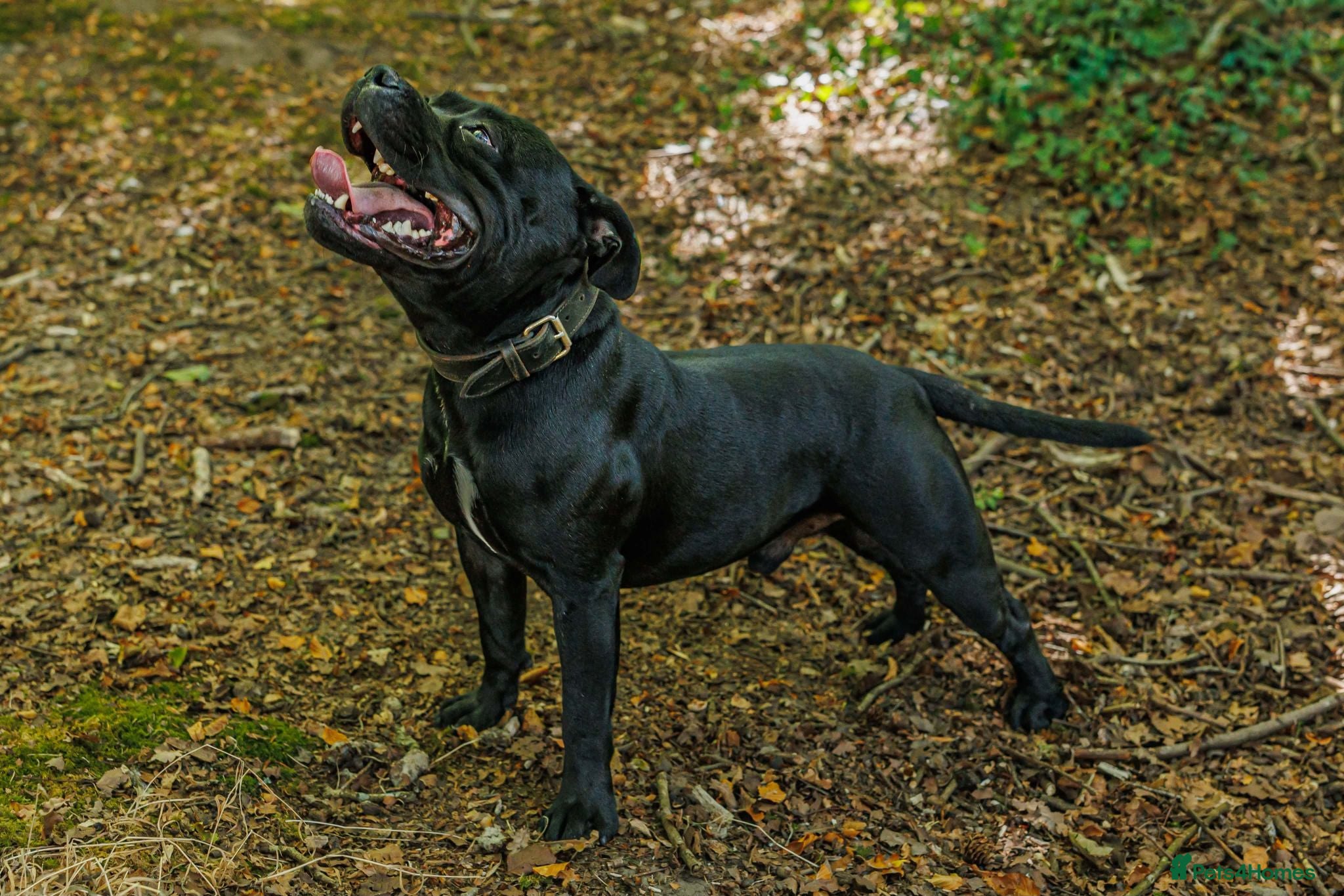 Staffordshire Bull Terrier dogs Best black stud - Advert 11