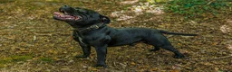 Staffordshire Bull Terrier dogs for stud: Best black stud - Advert 1