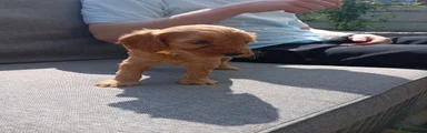 Cockapoo 7
