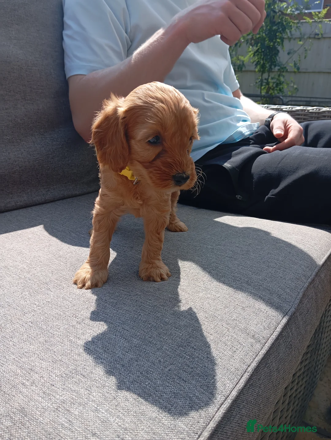 Cockapoo dogs for sale: Cockapoo puppies - Advert 2