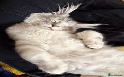 Maine Coon cats for sale: Two mainecoons kittens Sally and Harry silver - Image 11