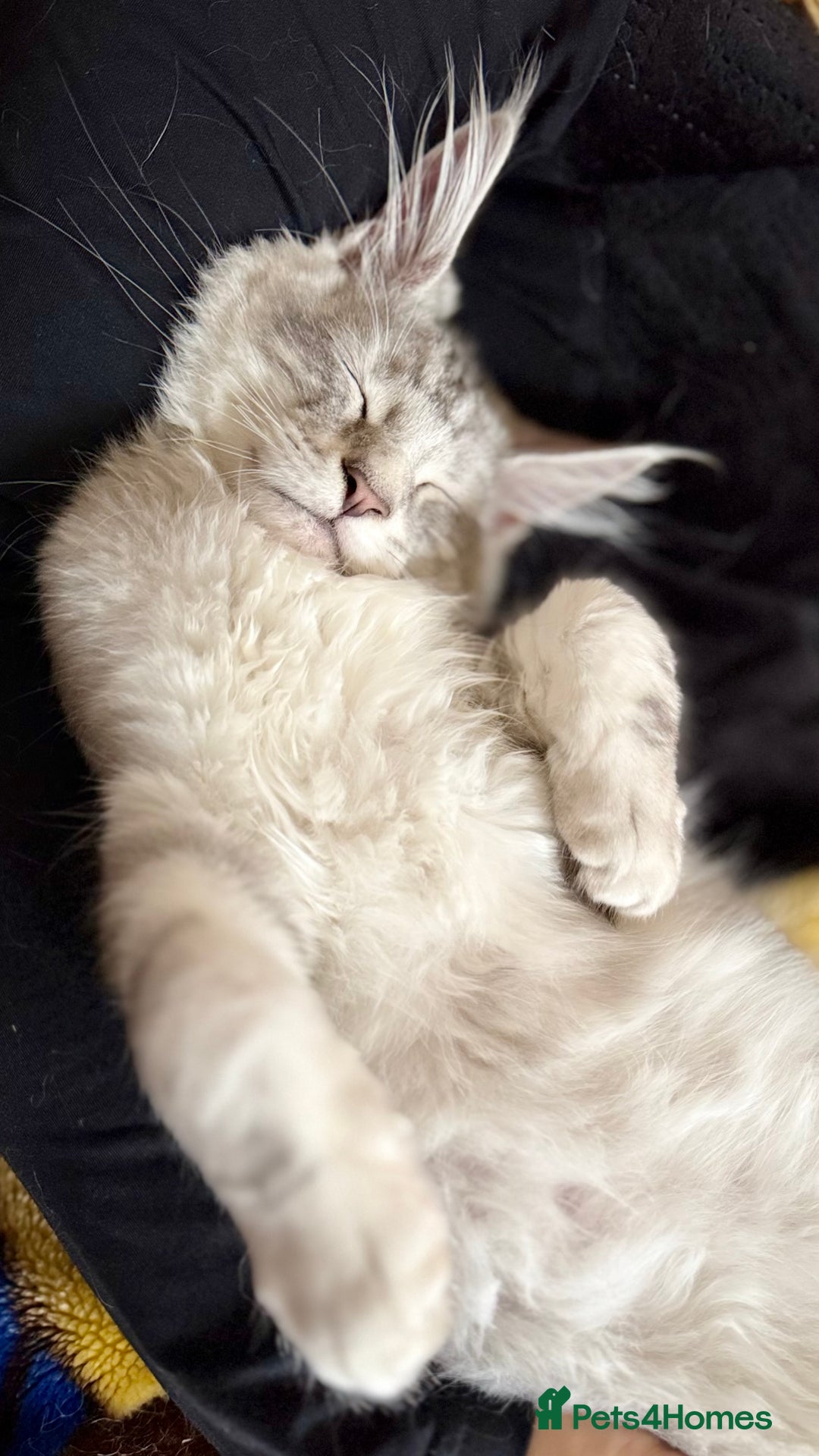 Maine Coon cats for sale: Two mainecoons kittens Sally and Harry silver - Image 11