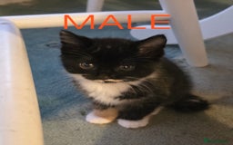 Mixed Breed cats for sale: 2 boys 2 girls kittens available 9 weeks - Image 10
