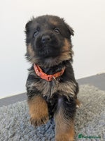 German Shepherd dogs KC Health Tested Pups From Champion Bloodlines - Advert 7