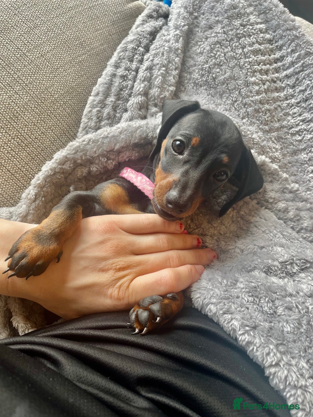 Dachshund dogs for sale: 8 month female pup needing a loving home  - Advert 7