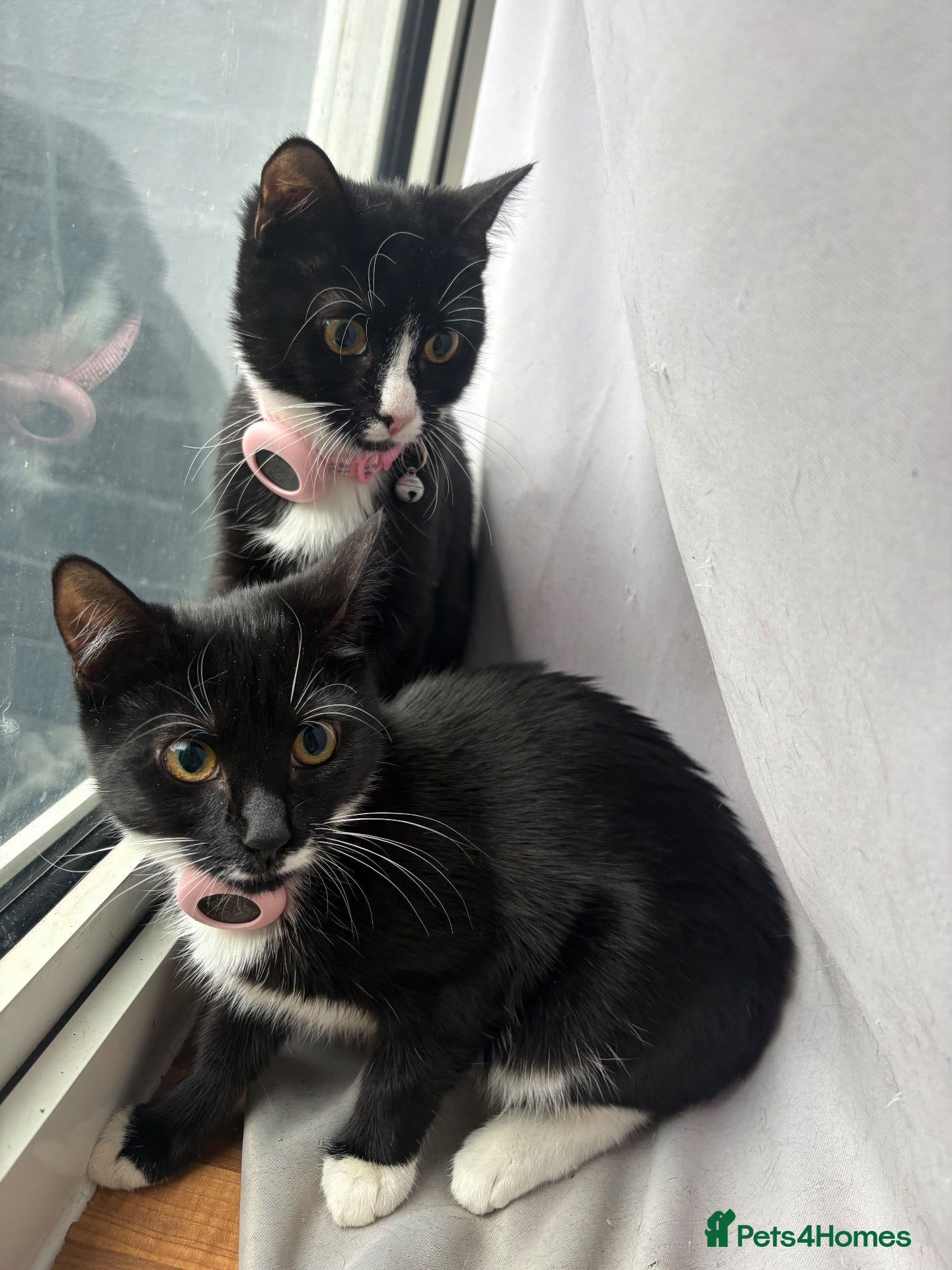 Mixed Breed cats for sale: Two kittens 14 weeks old  - Advert 6