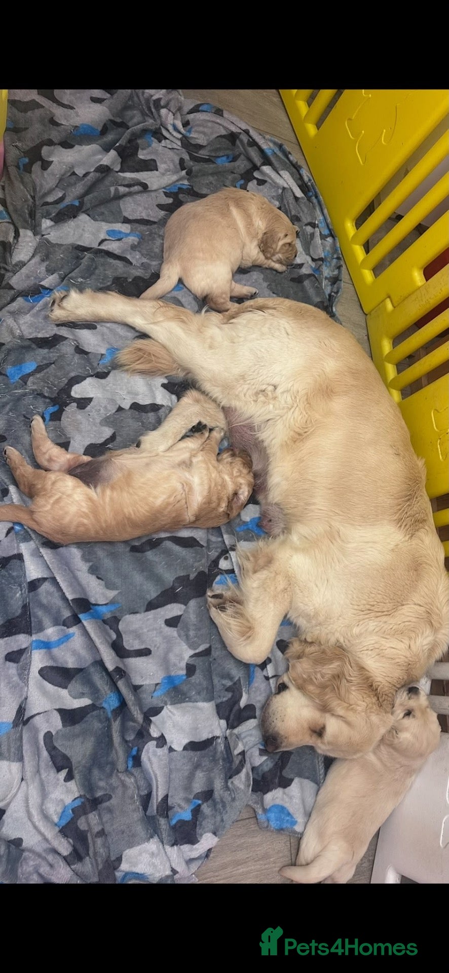 Golden Retriever dogs Golden Retriever puppy’s - READY NOW - Advert 2