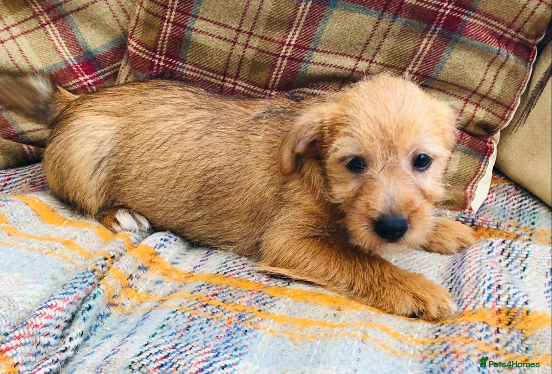 Norfolk Terrier dogs for sale: Stubleywood 3/4 Norfolk puppies - Image 12