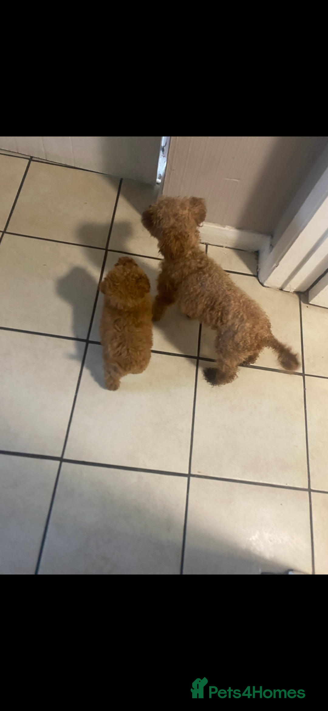 Toy Poodle dogs for sale: Toy poodle puppies  - Advert 8
