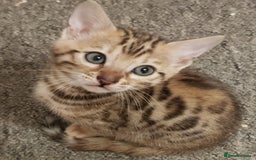 Bengal cats for sale: Bengal kittens  - Image 5
