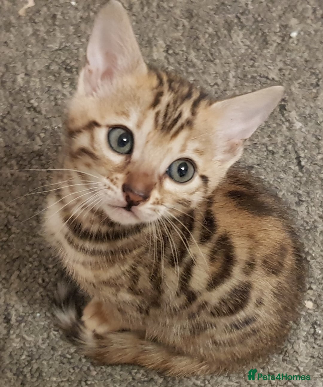 Bengal cats for sale: Bengal kittens  - Image 5