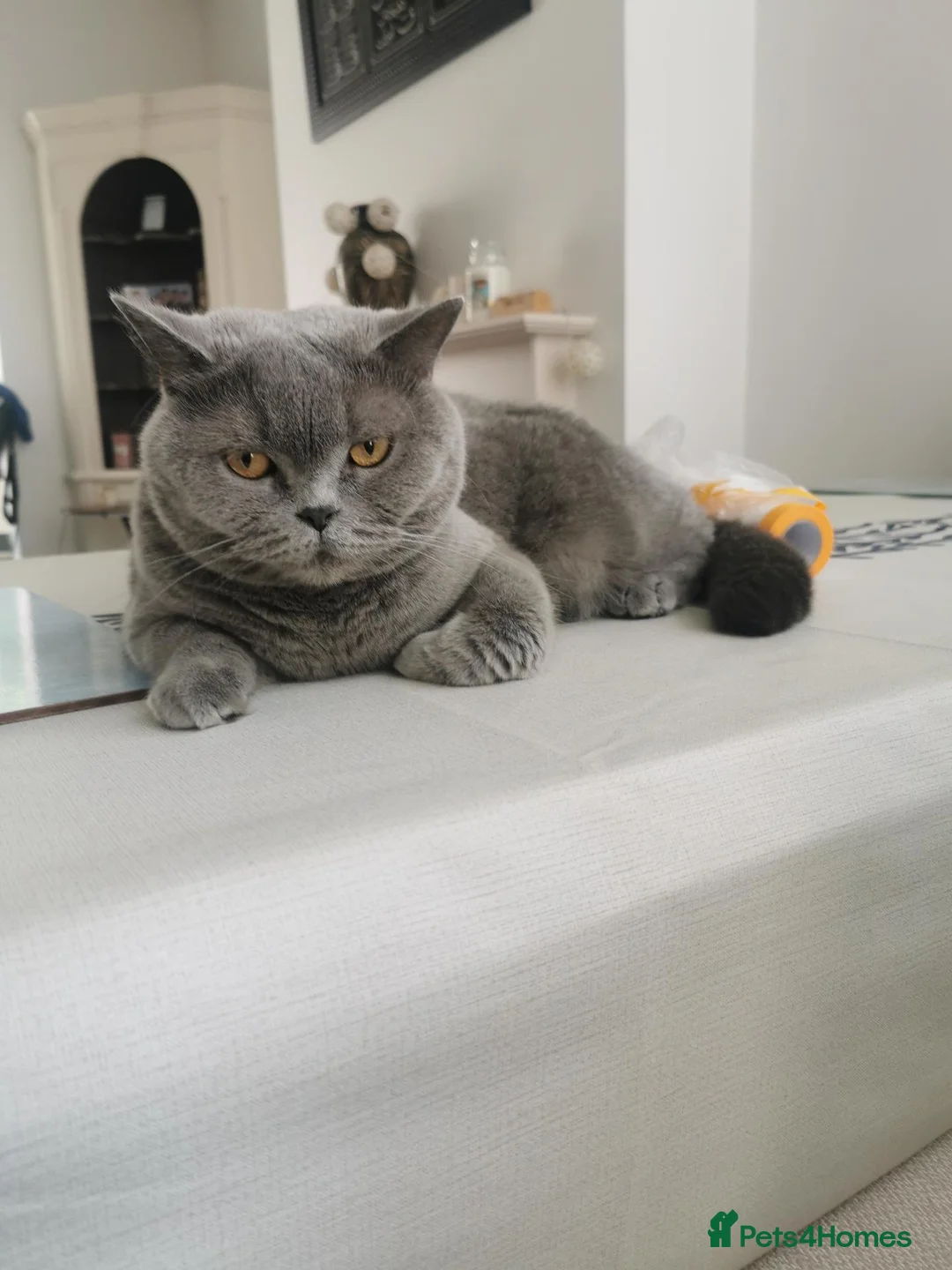 British Longhair cats for sale: Dior  in Peterborough - Advert 4